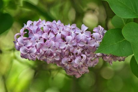Lilacs Are In Bloom