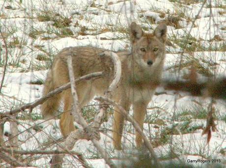 2 Million Animals Killed by U. S. Federal Wildlife Program in 2013