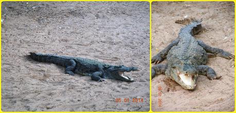 Front and side views of the Marsh Crocodile