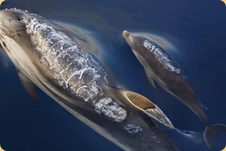 Unesco Italy sites proposed: Pelagos The Cetacean Sanctuary.