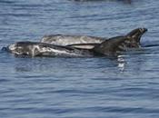 Unesco Italy Sites Proposed: Pelagos Cetacean Sanctuary.