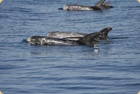 Unesco Italy sites proposed: Pelagos The Cetacean Sanctuary.