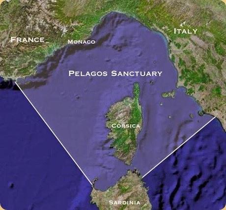 Unesco Italy sites proposed: Pelagos The Cetacean Sanctuary.