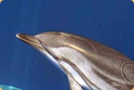 Unesco Italy sites proposed: Pelagos The Cetacean Sanctuary.