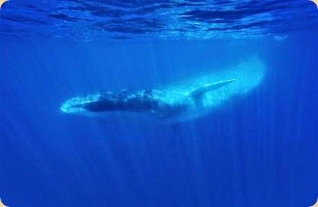 Unesco Italy sites proposed: Pelagos The Cetacean Sanctuary.