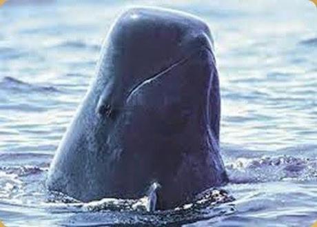 Unesco Italy sites proposed: Pelagos The Cetacean Sanctuary.