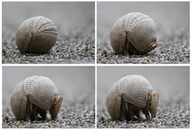 Fifa and Brazil are failing threatened armadillo, say conservationists