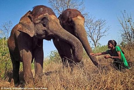 jumbo problems ~ for elephants - unlearning language is one !!!