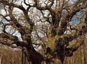 Conservationists Split Over ‘biodiversity Offsetting’ Plans