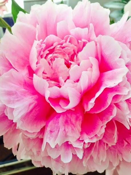 Favourite blooms - Peonies