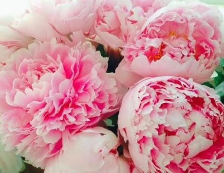 Favourite blooms - Peonies