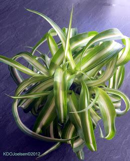 Indoor Plants & what they can do for homes