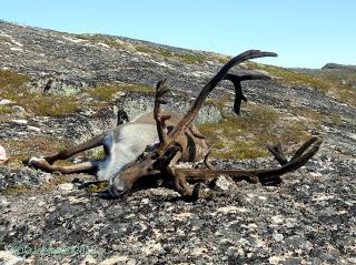 Greenland (Sailing from Qaqortoq to New Places - Day 2) August 17th - 19th 2012