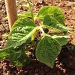 How to grow French Beans