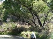 Court Upholds Pedro River’s Right Water Earthjustice