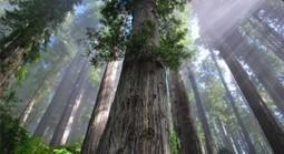 Using Mapping Technology to Help Wildlife