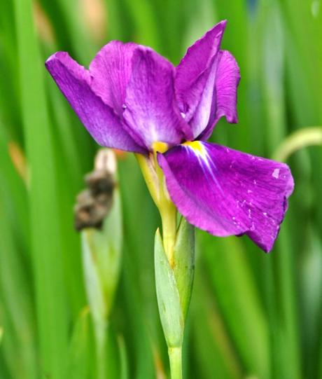 Japanese Iris