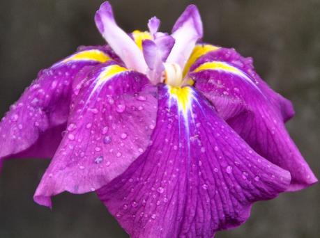 Japanese Iris