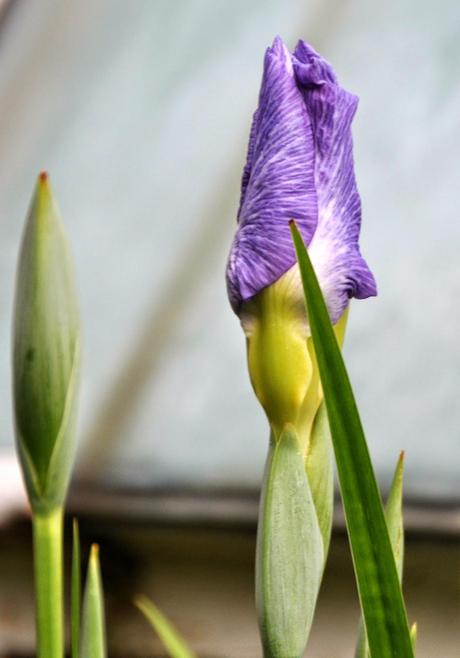 Japanese Iris