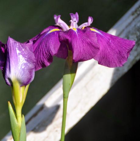 Japanese Iris