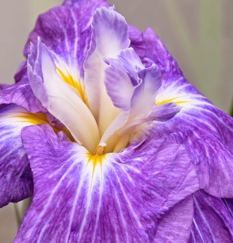 Japanese Iris