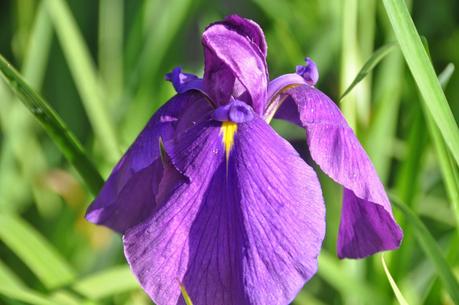 Japanese Iris