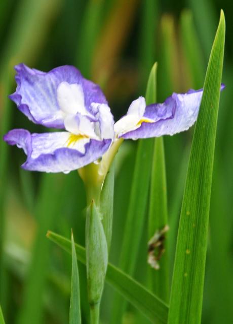 Japanese Iris