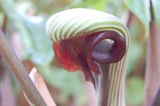 Arisaema ringens Flower (19/04/2014, Kew Gardens, London)