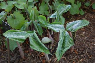 Arisaema ringens (19/04/2014, Kew Gardens, London)