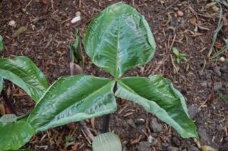 Arisaema ringens Leaf (19/04/2014, Kew Gardens, London)