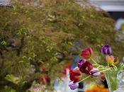 Making Your Tulips Last Longer