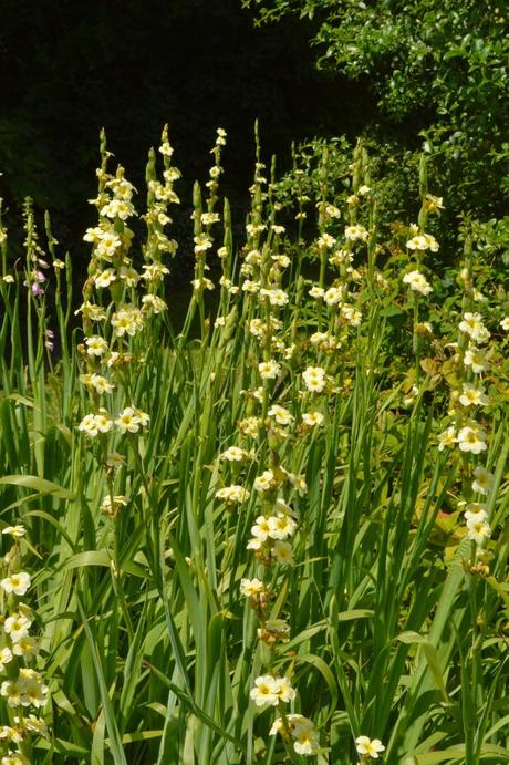 A visit to Waterperry Gardens