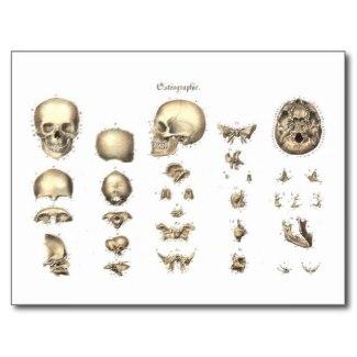 Methodical anatomy of the skull post cards