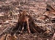 Ghana: Endangered Species Near Extinction