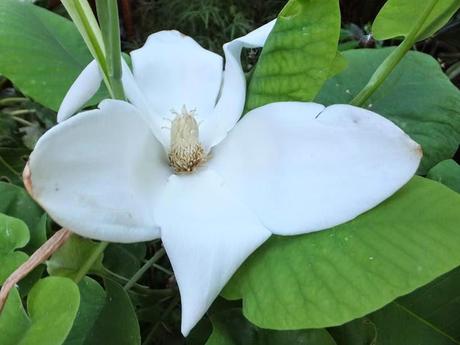 Favourite Plant of the Week - Magnolia macrophylla subsp. ashei