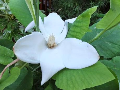 Favourite Plant of the Week - Magnolia macrophylla subsp. ashei