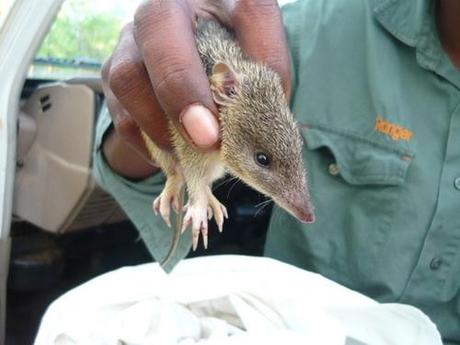 To save Australia’s mammals we need a change of heart