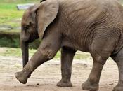 Pyschic Animals .... Paul Octopus Nelly Elephant