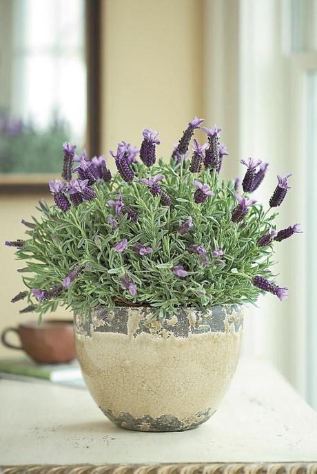 Potted Lavender