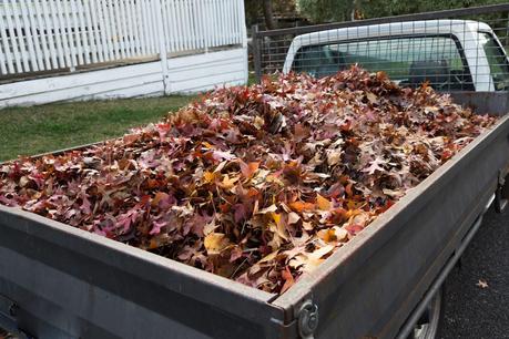 leaves piled inside truck