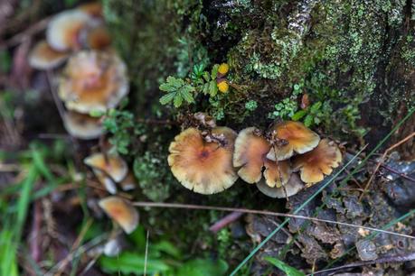 fungi at base of tree
