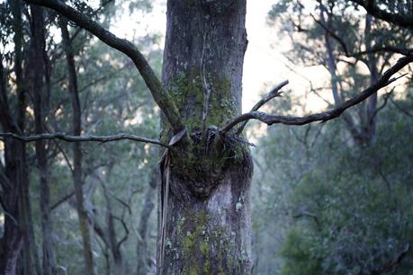 spread branches on eucalypt tree