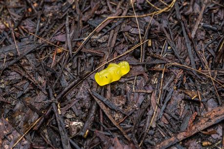 yellow jelly baby lying on ground