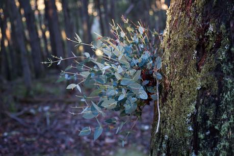 new eucalypt growth on tree