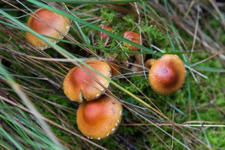 Hypholoma fasciculare Sulphur Tuft fungi