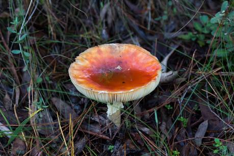 amanita xanthocephala vermillion grisette fungi