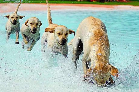 4 dogs run in the water