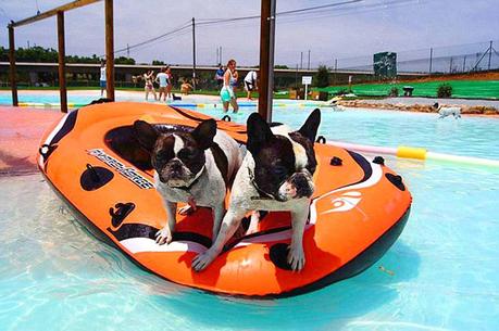 2 French Bulldogs on a raft