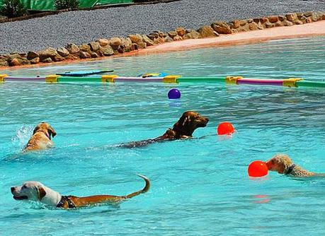dogs swim around the pool