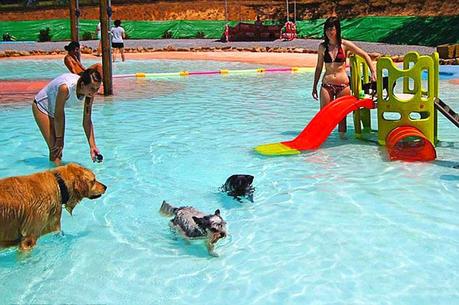 dogs go through waterslides